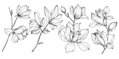 Vektör Magnolia çiçek botanik çiçekleri. Siyah beyaz işlemeli mürekkep sanatı. İzole edilmiş manolya illüstrasyon ögesi.