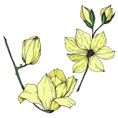 Vektör Magnolia çiçek botanik çiçekleri. Siyah beyaz işlemeli mürekkep sanatı. İzole edilmiş manolya illüstrasyon ögesi.