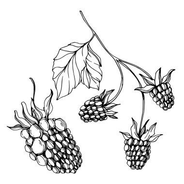 Vektör Blackberry sağlıklı gıda. Siyah ve beyaz oyulmuş mürekkep sanatı. İzole berry illüstrasyon elemanı.