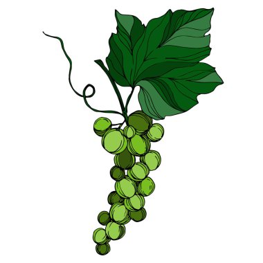 Vector Grape Berry sağlıklı yemek. Siyah beyaz işlemeli mürekkep sanatı. İzole edilmiş üzüm illüstrasyon ögesi.