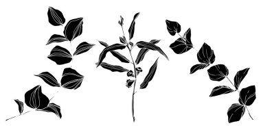 Vektör okaliptüs ağacı yaprakları. Siyah beyaz işlemeli mürekkep sanatı. İzole edilmiş okaliptüs illüstrasyon ögesi.