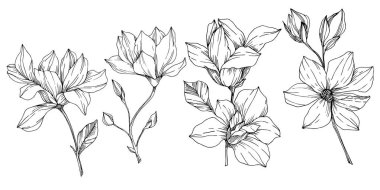 Vektör Magnolia çiçek botanik çiçekleri. Siyah beyaz işlemeli mürekkep sanatı. İzole edilmiş manolya illüstrasyon ögesi.