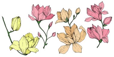 Vektör Magnolia çiçek botanik çiçekleri. Siyah beyaz işlemeli mürekkep sanatı. İzole edilmiş manolya illüstrasyon ögesi.