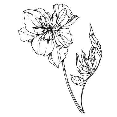 Vektör Marigold bitkisel çiçekler. Siyah beyaz işlemeli mürekkep sanatı. İzole edilmiş tagetes resimleme ögesi.