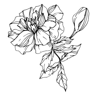 Vektör Marigold bitkisel çiçekler. Siyah beyaz işlemeli mürekkep sanatı. İzole edilmiş tagetes resimleme ögesi.