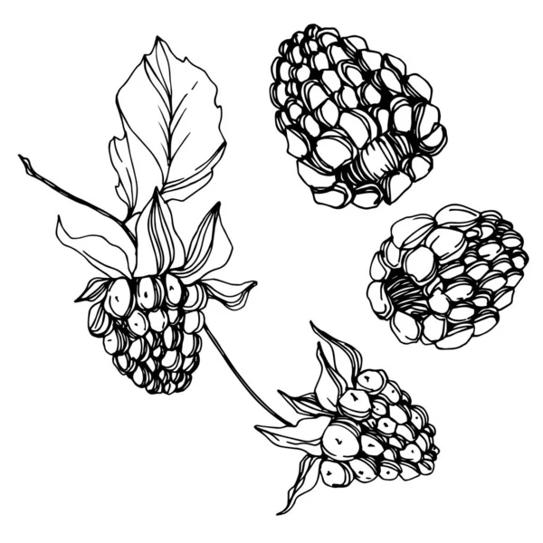 Vettore Blackberry cibo sano. Inchiostro inciso in bianco e nero art. Elemento isolante di illustrazione bacca . — Vettoriale Stock