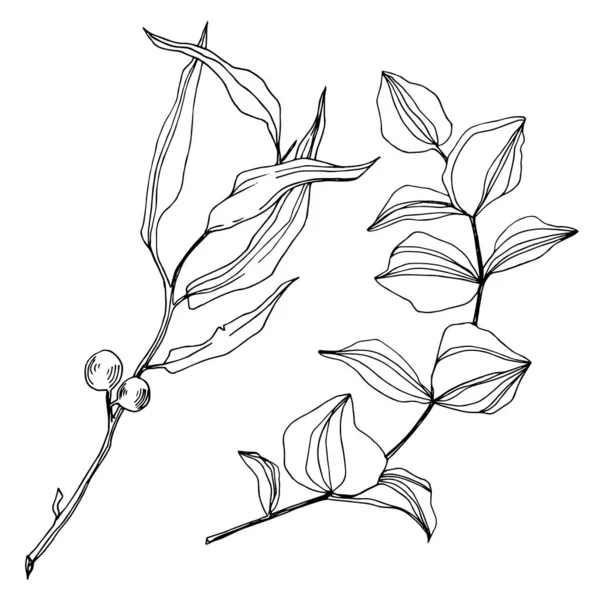 Wektor Eukaliptusowe drzewo liście. Czarno-biała grawerowana sztuka tuszu. Izolowany element ilustracji eukaliptusa. — Wektor stockowy