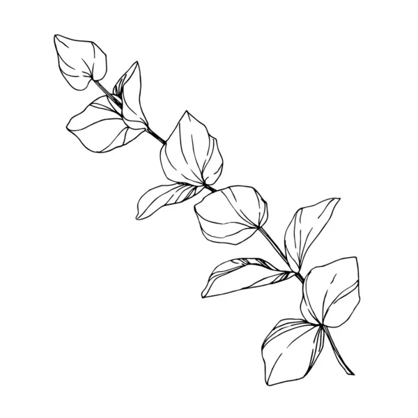 Wektor Eukaliptusowe drzewo liście. Czarno-biała grawerowana sztuka tuszu. Izolowany element ilustracji eukaliptusa. — Wektor stockowy