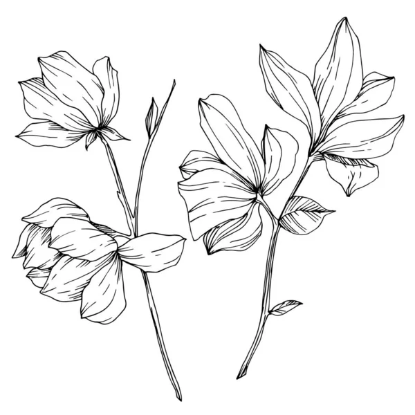 Vector Magnolia flores botánicas florales. Tinta grabada en blanco y negro. Elemento ilustrativo de magnolia aislada . — Vector de stock