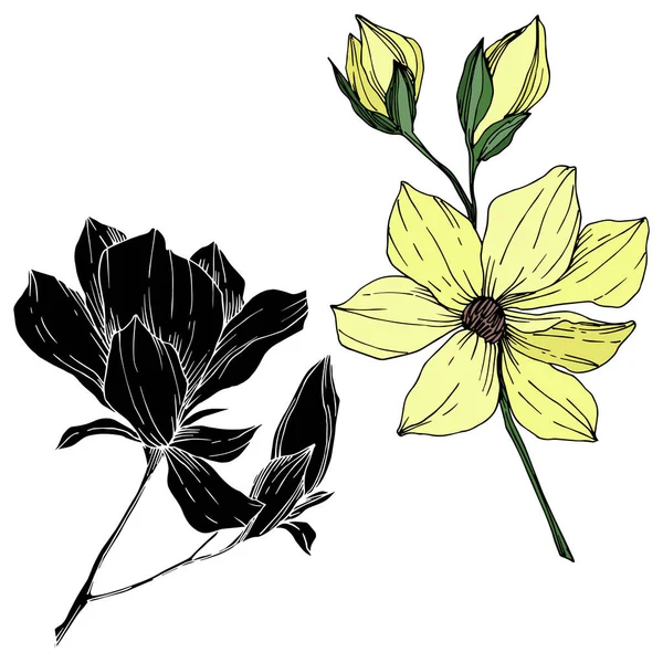 Vector Magnolia flores botánicas florales. Tinta grabada en blanco y negro. Elemento ilustrativo de magnolia aislada . — Vector de stock