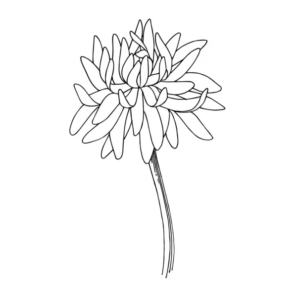 Vector Chrysanthemum flores botânicas florais. Tinta gravada a preto e branco. Isolado elemento ilustração flor . — Vetor de Stock