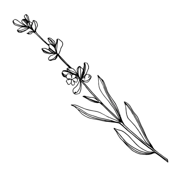 Vector Lavanda flores botánicas florales. Tinta grabada en blanco y negro. Elemento de ilustración de lavanda aislada . — Vector de stock