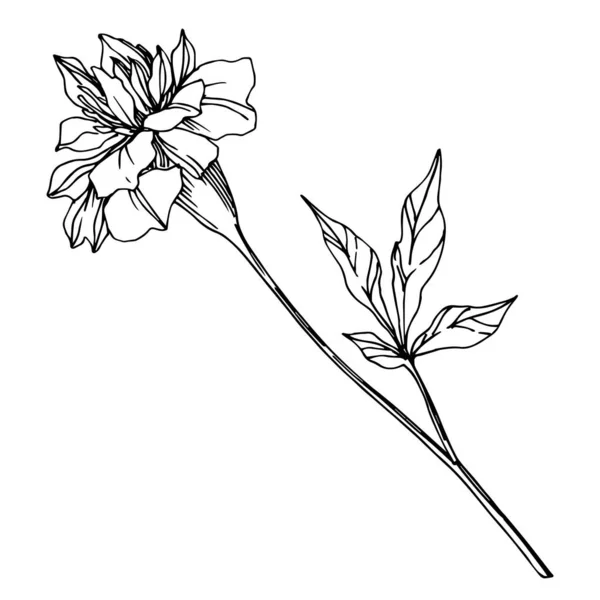 Vector Marigold fleurs botaniques florales. Encre gravée en noir et blanc. Éléments d'illustration de tagetes isolés . — Image vectorielle