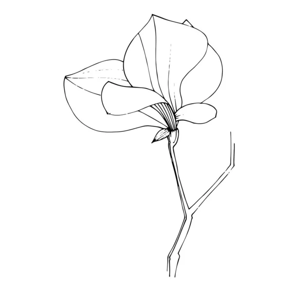 Vecteur Magnolia fleur botanique florale. Encre gravée en noir et blanc. Elément d'illustration magnolia isolé . — Image vectorielle