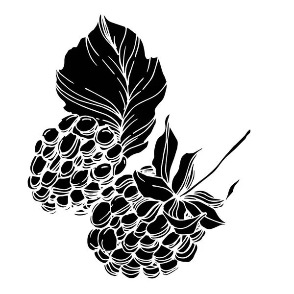 黑莓健康食品。 黑白版画水墨艺术. 孤立的黑莓插图元素. — 图库矢量图片