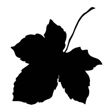 Böğürtlen yaprağı Siyah beyaz işlemeli mürekkep sanatı. İzole edilmiş böğürtlen illüstrasyon ögesi.