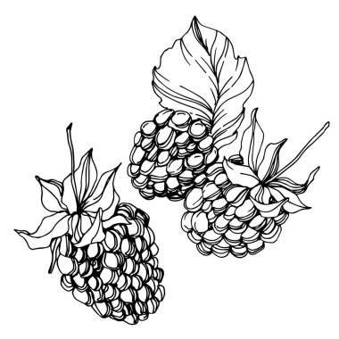 Böğürtlen sağlıklı yemek. Siyah beyaz işlemeli mürekkep sanatı. İzole edilmiş böğürtlen illüstrasyon ögesi.