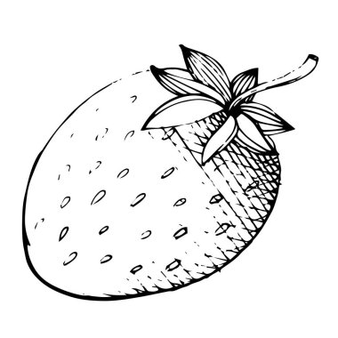 Çilek sağlıklı gıda vektör. Siyah ve beyaz mürekkep sanat kazınmış. İzole berry illüstrasyon öğesi.