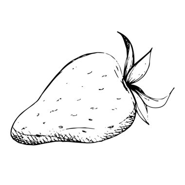 Çilek sağlıklı gıda vektör. Siyah ve beyaz mürekkep sanat kazınmış. İzole berry illüstrasyon öğesi.