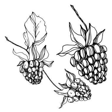 Vektör Blackberry sağlıklı gıda. Siyah ve beyaz oyulmuş mürekkep sanatı. İzole berry illüstrasyon elemanı.