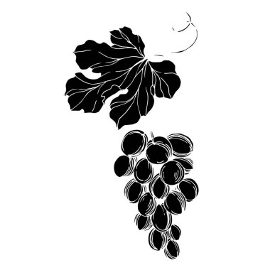 Vector Grape Berry sağlıklı yemek. Siyah beyaz işlemeli mürekkep sanatı. İzole edilmiş üzüm örnekleme elementi.