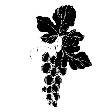 Vector Grape Berry sağlıklı yemek. Siyah beyaz işlemeli mürekkep sanatı. İzole edilmiş üzüm örnekleme elementi.