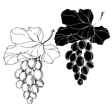 Vector Grape Berry sağlıklı yemek. Siyah beyaz işlemeli mürekkep sanatı. İzole edilmiş üzüm örnekleme elementi.