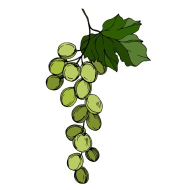 Vector Grape Berry sağlıklı yemek. Siyah beyaz işlemeli mürekkep sanatı. İzole edilmiş üzüm örnekleme elementi.