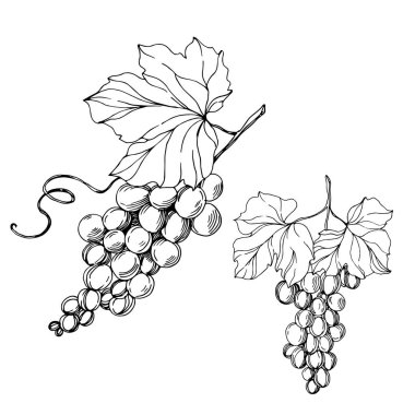 Vector Grape Berry sağlıklı yemek. Siyah beyaz işlemeli mürekkep sanatı. İzole edilmiş üzüm örnekleme elementi.
