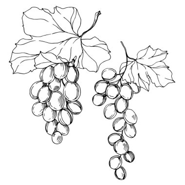 Vector Grape Berry sağlıklı yemek. Siyah beyaz işlemeli mürekkep sanatı. İzole edilmiş üzüm örnekleme elementi.