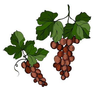 Vector Grape Berry sağlıklı yemek. Siyah beyaz işlemeli mürekkep sanatı. İzole edilmiş üzüm örnekleme elementi.