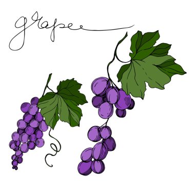 Vector Grape Berry sağlıklı yemek. Siyah beyaz işlemeli mürekkep sanatı. İzole edilmiş üzüm örnekleme elementi.