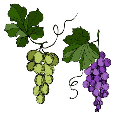 Vector Grape Berry sağlıklı yemek. Siyah beyaz işlemeli mürekkep sanatı. İzole edilmiş üzüm örnekleme elementi.