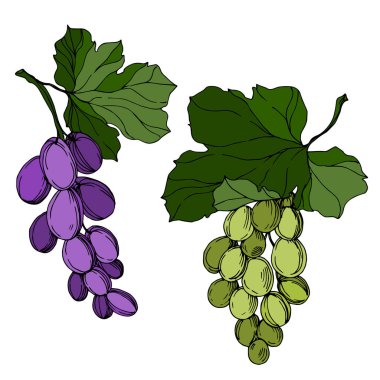 Vector Grape Berry sağlıklı yemek. Siyah beyaz işlemeli mürekkep sanatı. İzole edilmiş üzüm örnekleme elementi.