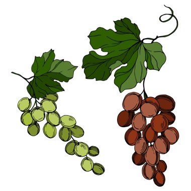 Vector Grape Berry sağlıklı yemek. Siyah beyaz işlemeli mürekkep sanatı. İzole edilmiş üzüm örnekleme elementi.