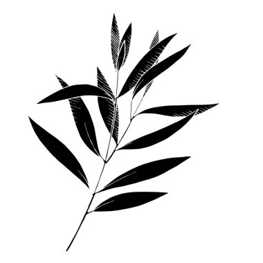 Vektör Okaliptüs daldan ayrılıyor. Siyah beyaz işlemeli mürekkep sanatı. İzole edilmiş dallar illüstrasyon ögesi.