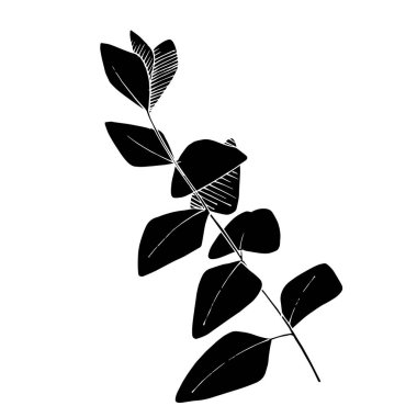 Vektör Okaliptüs daldan ayrılıyor. Siyah beyaz işlemeli mürekkep sanatı. İzole edilmiş dallar illüstrasyon ögesi.