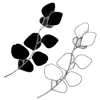 Vektör Okaliptüs daldan ayrılıyor. Siyah beyaz işlemeli mürekkep sanatı. İzole edilmiş dallar illüstrasyon ögesi.