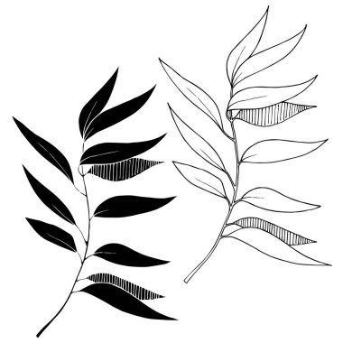 Vektör Okaliptüs daldan ayrılıyor. Siyah beyaz işlemeli mürekkep sanatı. İzole edilmiş dallar illüstrasyon ögesi.