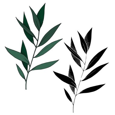 Vektör Okaliptüs daldan ayrılıyor. Siyah beyaz işlemeli mürekkep sanatı. İzole edilmiş dallar illüstrasyon ögesi.