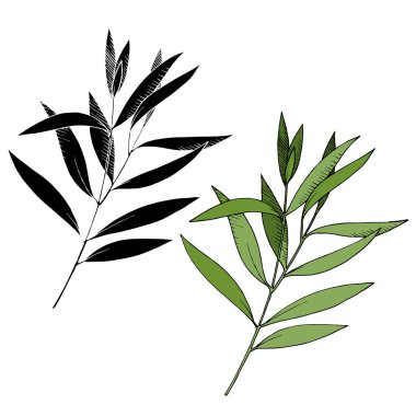 Vektör Okaliptüs daldan ayrılıyor. Siyah beyaz işlemeli mürekkep sanatı. İzole edilmiş dallar illüstrasyon ögesi.