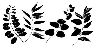 Vektör Okaliptüs daldan ayrılıyor. Siyah beyaz işlemeli mürekkep sanatı. İzole edilmiş dallar illüstrasyon ögesi.