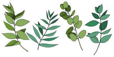 Vektör Okaliptüs daldan ayrılıyor. Siyah beyaz işlemeli mürekkep sanatı. İzole edilmiş dallar illüstrasyon ögesi.