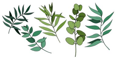 Vektör Okaliptüs daldan ayrılıyor. Siyah beyaz işlemeli mürekkep sanatı. İzole edilmiş dallar illüstrasyon ögesi.