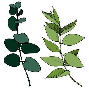 Vektör Okaliptüs daldan ayrılıyor. Siyah beyaz işlemeli mürekkep sanatı. İzole edilmiş dallar illüstrasyon ögesi.