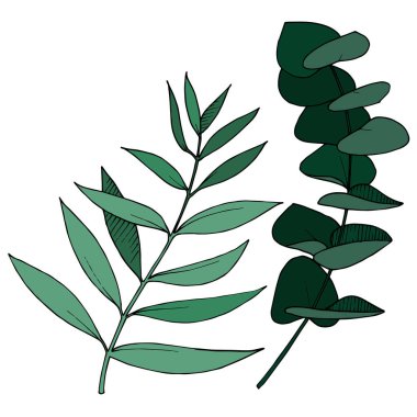 Vektör Okaliptüs daldan ayrılıyor. Siyah beyaz işlemeli mürekkep sanatı. İzole edilmiş dallar illüstrasyon ögesi.