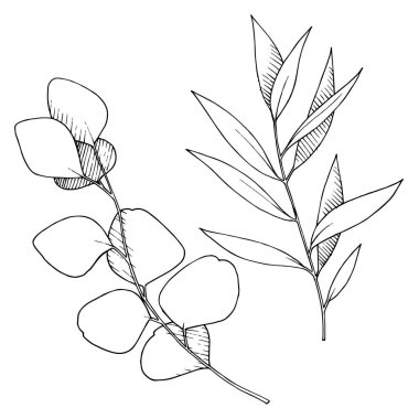 Vektör Okaliptüs daldan ayrılıyor. Siyah beyaz işlemeli mürekkep sanatı. İzole edilmiş dallar illüstrasyon ögesi.