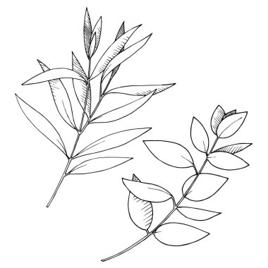 Vektör Okaliptüs daldan ayrılıyor. Siyah beyaz işlemeli mürekkep sanatı. İzole edilmiş dallar illüstrasyon ögesi.