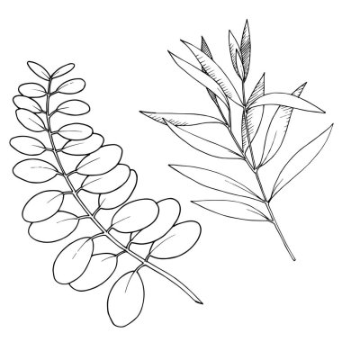 Vektör Okaliptüs daldan ayrılıyor. Siyah beyaz işlemeli mürekkep sanatı. İzole edilmiş dallar illüstrasyon ögesi.