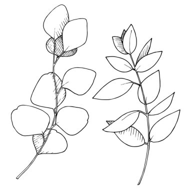 Vektör Okaliptüs daldan ayrılıyor. Siyah beyaz işlemeli mürekkep sanatı. İzole edilmiş dallar illüstrasyon ögesi.